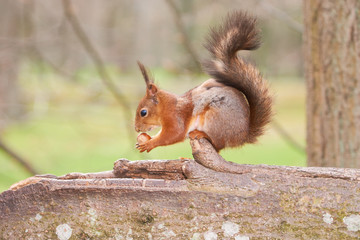 Red squirrel holds a nut in paws and sniffs it