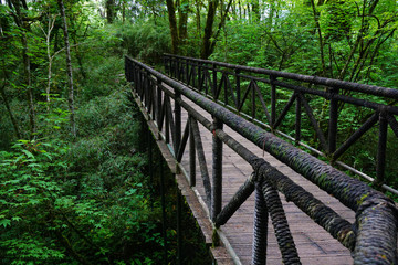 wooden bridge in forest