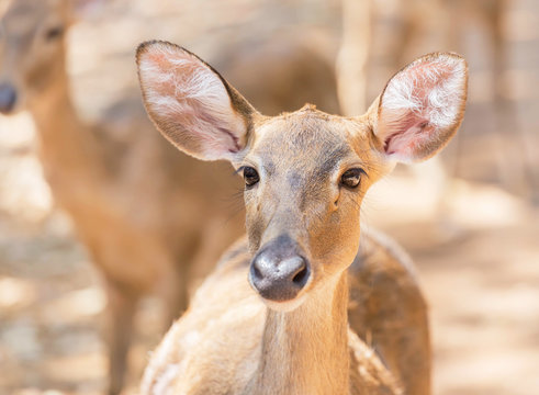 close up young sambar deer(Rusa unicolor, Cervus unicolor) in natural 