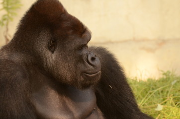 ニシローランドゴリラ