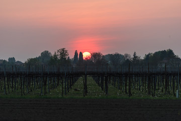  Tramonto sulla vigna in pianura