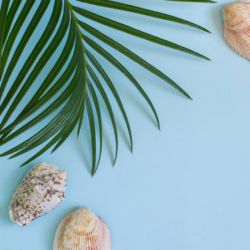 tropical leaf and seashells on a pastel blue background. Summer, fashion, minimal concept. Flat lay.
