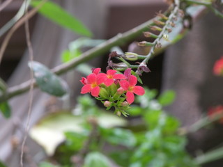 ramillete de pequeñas  flores rojas