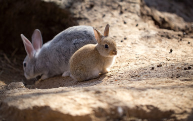 Hares on the ground in the wild