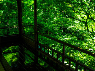 Naklejka premium 瑠璃光院 京都