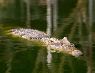 Crocodile waiting for prey in the freshwater source