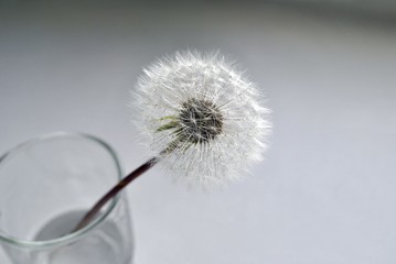 Dandelion/ dandelion in a glass of water on grey background - 158872107