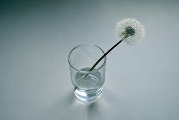 Dandelion/ dandelion in a glass of water on grey background - 158872157