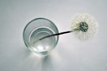 Dandelion/ dandelion in a glass of water on grey background - 158872193