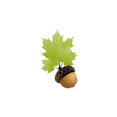 acorn vector illustration