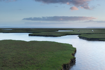 salt marsh