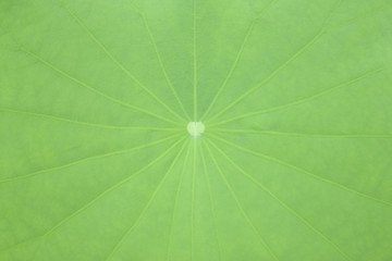 Fototapeta na wymiar Top view of lotus green leaf for background and texture.