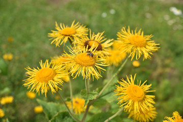 Telekia speciosa jaune au printemps au jardin