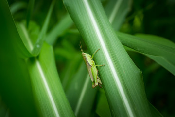 Grasshopper on leaf,Grasshopper on leaf National Park Saraburi Province, Thailand