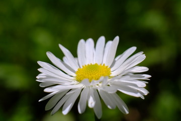 Fototapeta premium Daisies