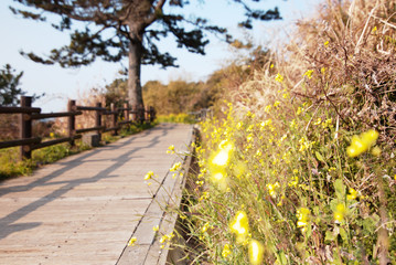 jeju island ( the road)