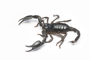 Scorpion in Thailand and Southeast Asia.