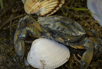 crab in seashells on the dirty sand background