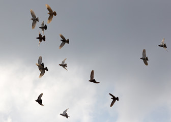 Flock of pigeons against the sky with clouds