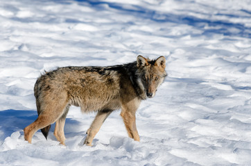 Obraz premium Young italian wolf (canis lupus italicus) in wildlife centre 