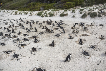 Obraz premium Penguins colony on boulders beach near Cape Town