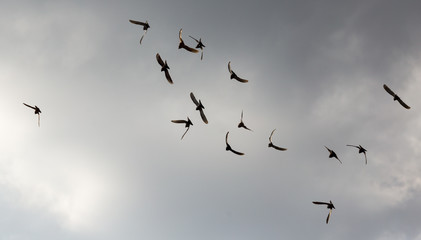 Flock of pigeons against the sky with clouds