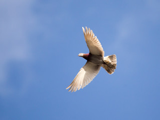 Dove flying against a blue sky with clouds