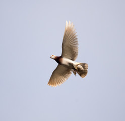 One dove flies against the blue sky