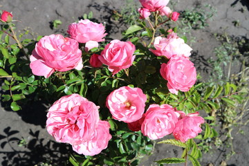 Pink undersized  patio rose flowers on a sunny day