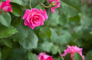 Pink roses with copy space as background