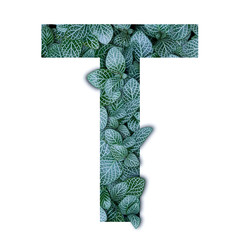 Nature concept alphabet of green leaves in alphabet letter T shapes