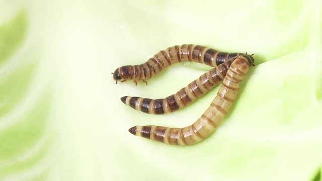Zofobas larvae on cabbage
