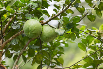 Green pomelo fruit on a tree