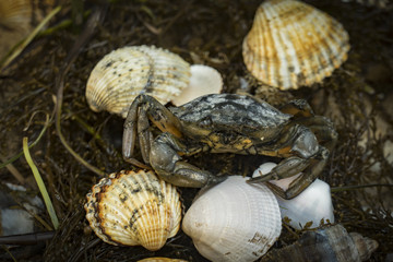crab in seashells on the dirty sand background