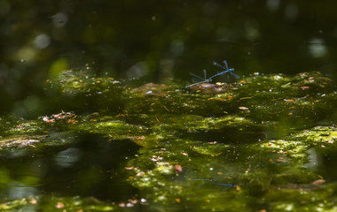 dragonfly parning season