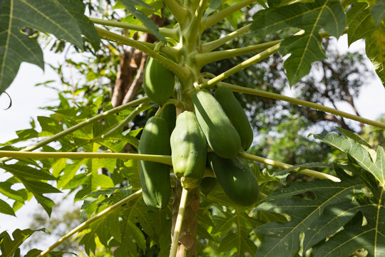 Green fruits of papaya on the palm tree