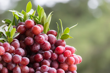 Berries of grapes on a green background