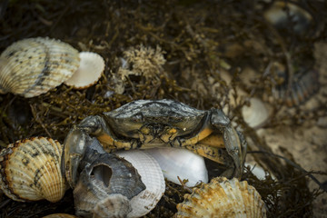 crab in seashells on the dirty sand background
