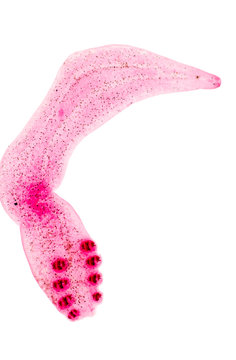 Monogenean Parasite under microscope view.