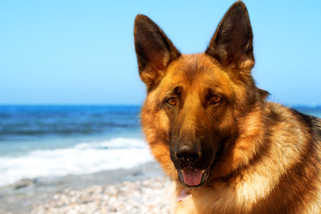 Close up portrait of German shepherd on the sunny pebble beach of Mediterranean Sea. Copy space for text.