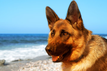 Close up portrait of German shepherd on the sunny pebble beach of Mediterranean Sea. Copy space for text.