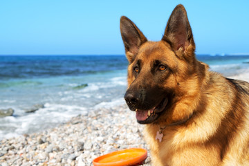 Close up portrait of German shepherd on the sunny pebble beach of Mediterranean Sea. Copy space for text.