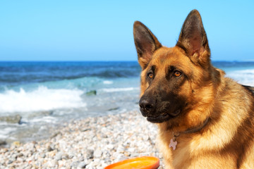 Close up portrait of German shepherd on the sunny pebble beach of Mediterranean Sea. Copy space for text.