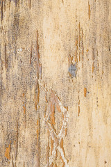 aged pastel paint on old wooden planks grunge texture