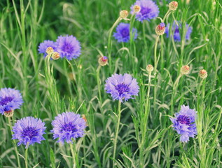 champs de bleuets, en campagne