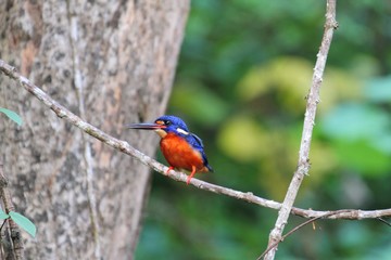 Blue-eared Kingfisher (Alcedo meninting) in Borneo, Malaysia - ルリカワセミ