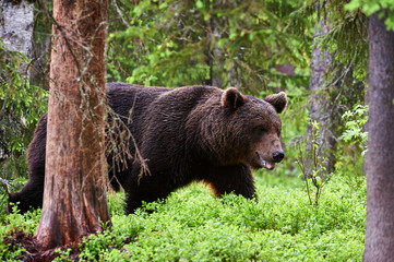 Fototapeta premium Brown bear in the forest