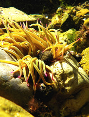 Sea Anemone 3