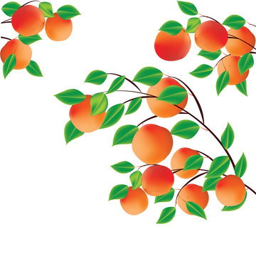 Branch with apricots peaches isolated on white background creative art abstract modern vector