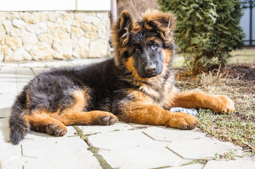 German shepherd puppy